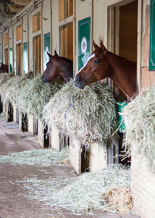 Tom Bush stables at Belmont