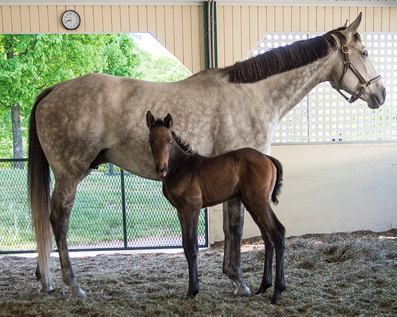2013 Quiet American bay filly out of It's In His Kiss